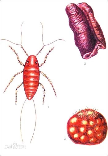昆明動物研究所の前身に係わる昆虫
